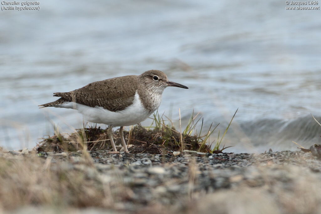 Common Sandpiper