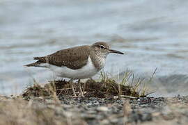 Common Sandpiper