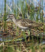 Wood Sandpiper