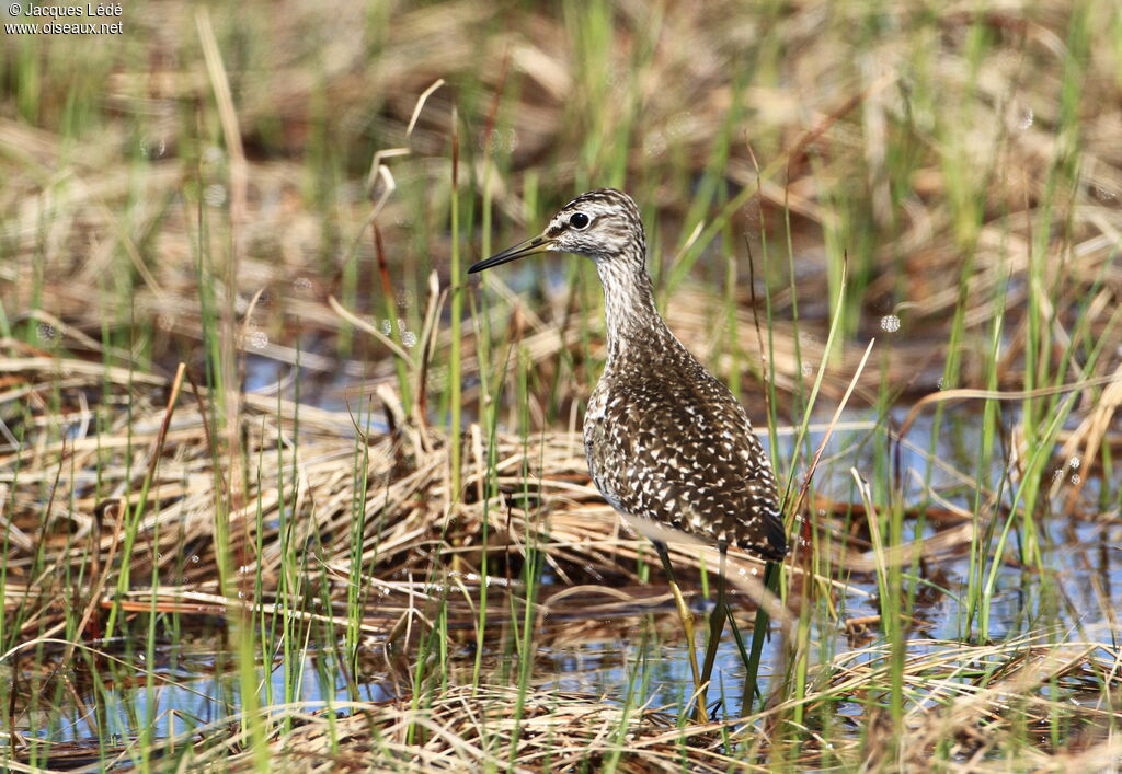 Wood Sandpiper