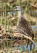 Wood Sandpiper