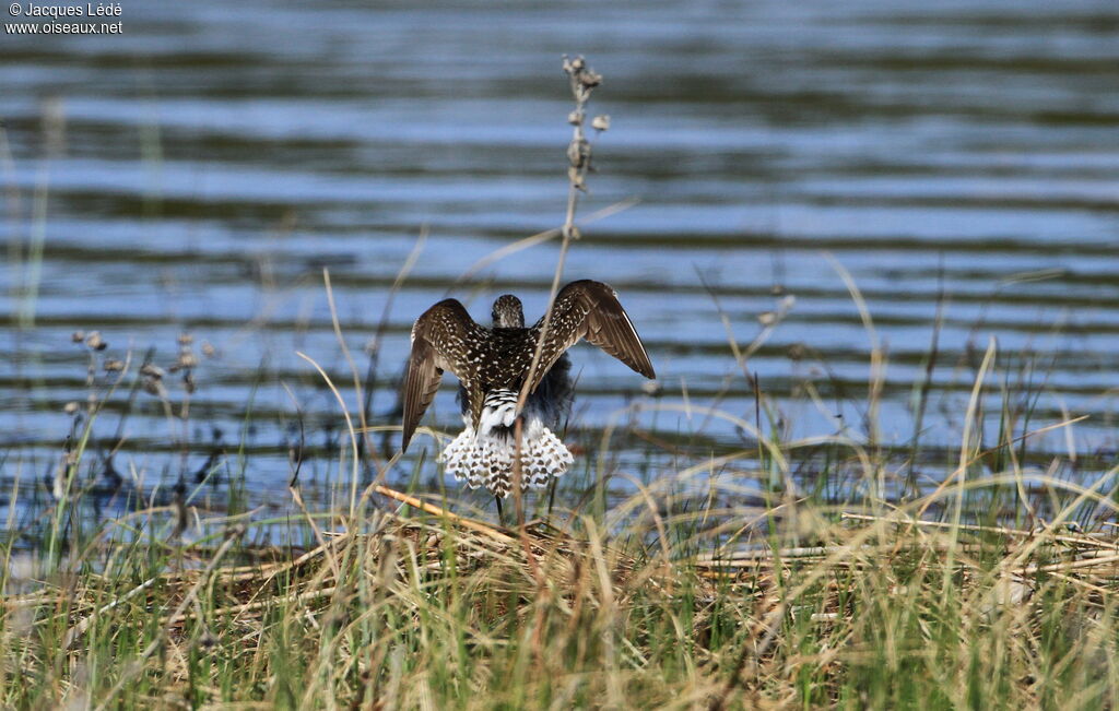 Wood Sandpiper