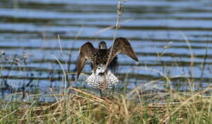 Wood Sandpiper