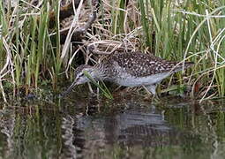 Wood Sandpiper