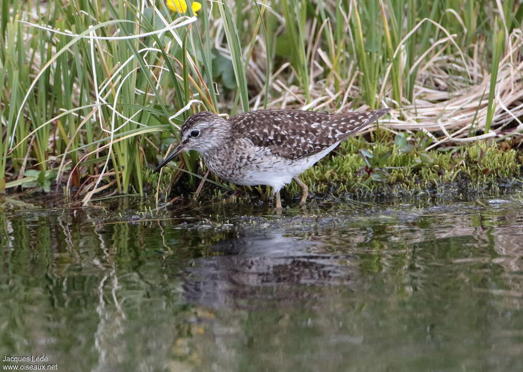 Chevalier sylvainadulte, habitat, pêche/chasse