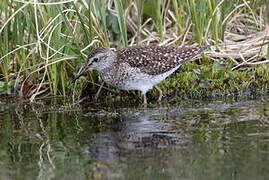 Wood Sandpiper