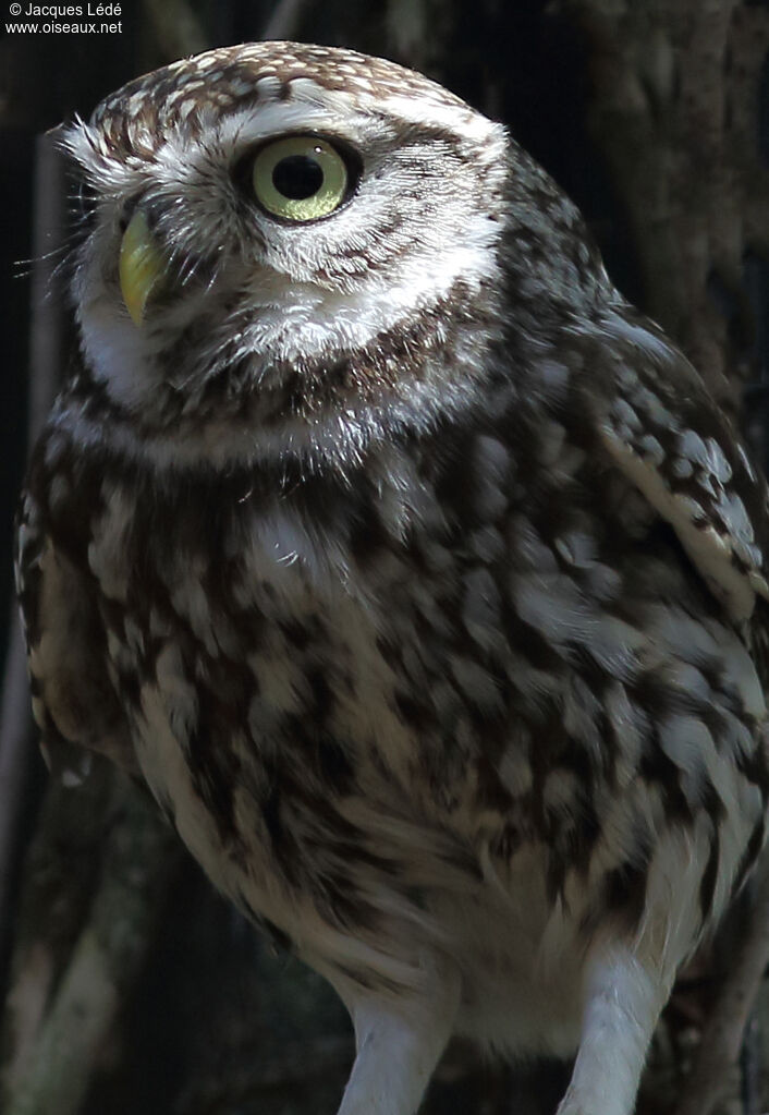 Little Owl