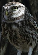 Little Owl