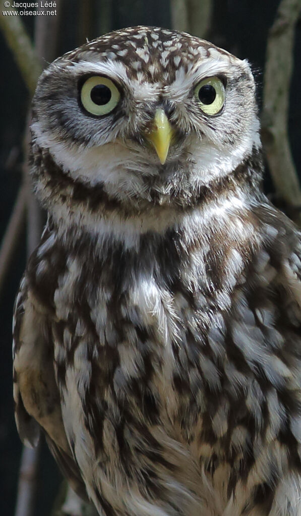 Little Owl