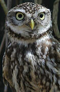 Little Owl