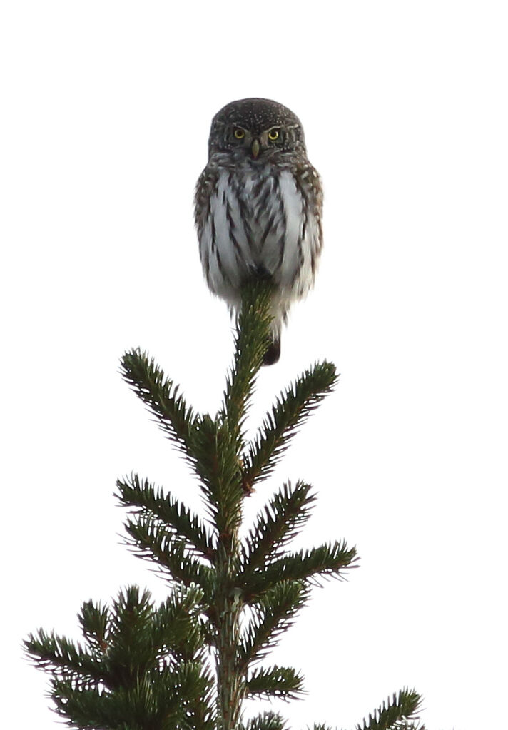 Eurasian Pygmy Owl