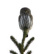 Eurasian Pygmy Owl