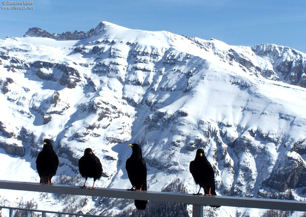 Alpine Chough