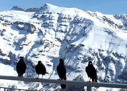 Alpine Chough