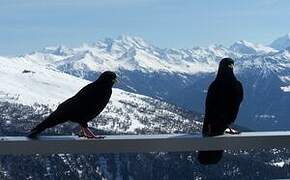 Alpine Chough