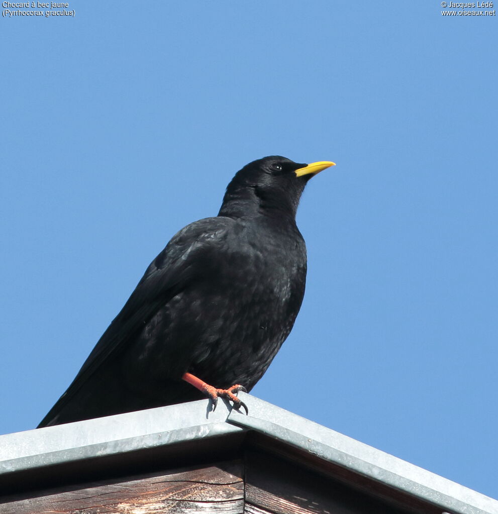 Alpine Chough