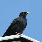 Alpine Chough