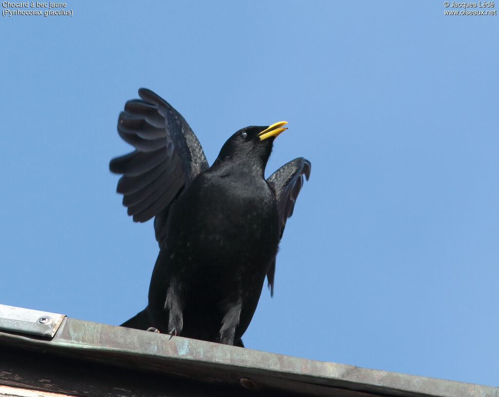 Alpine Chough