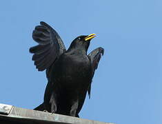 Alpine Chough