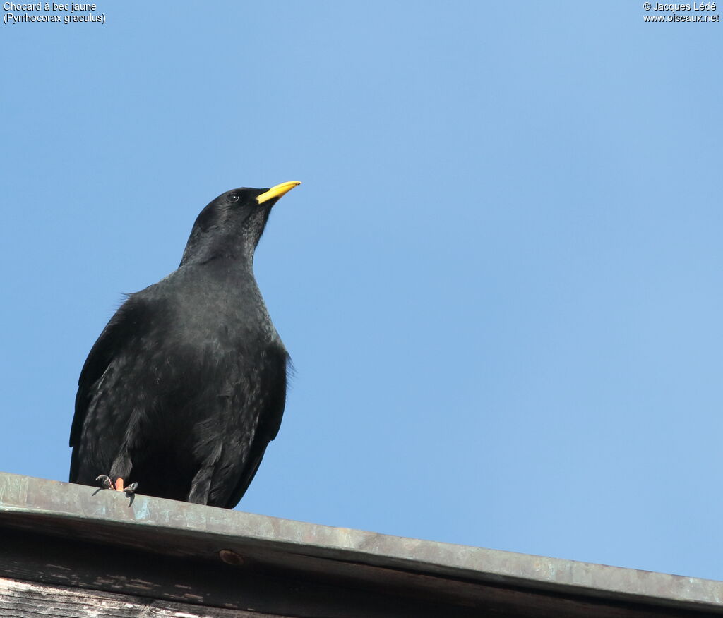 Alpine Chough