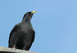 Alpine Chough