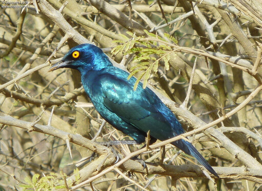 Greater Blue-eared Starling