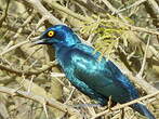 Choucador à oreillons bleus