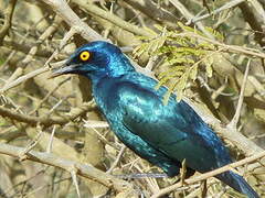 Choucador à oreillons bleus