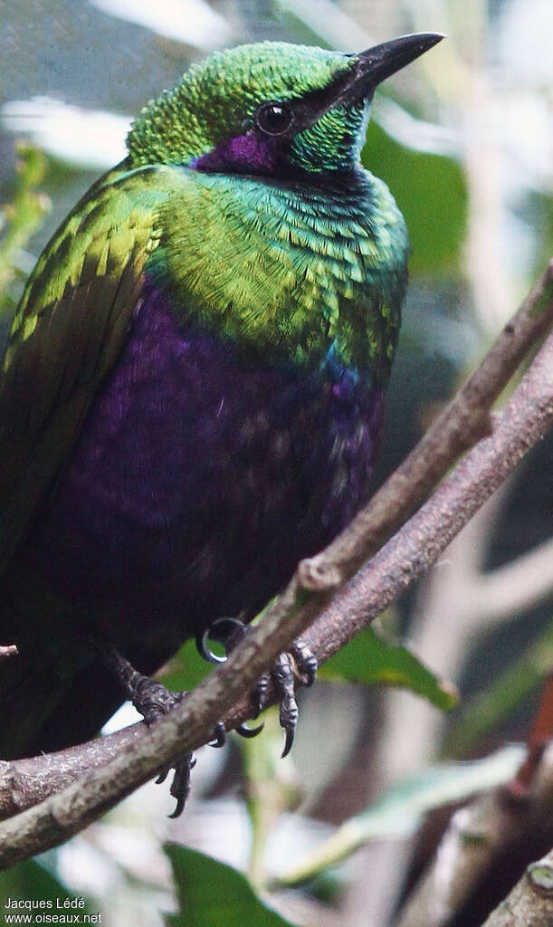 Emerald Starlingadult, close-up portrait