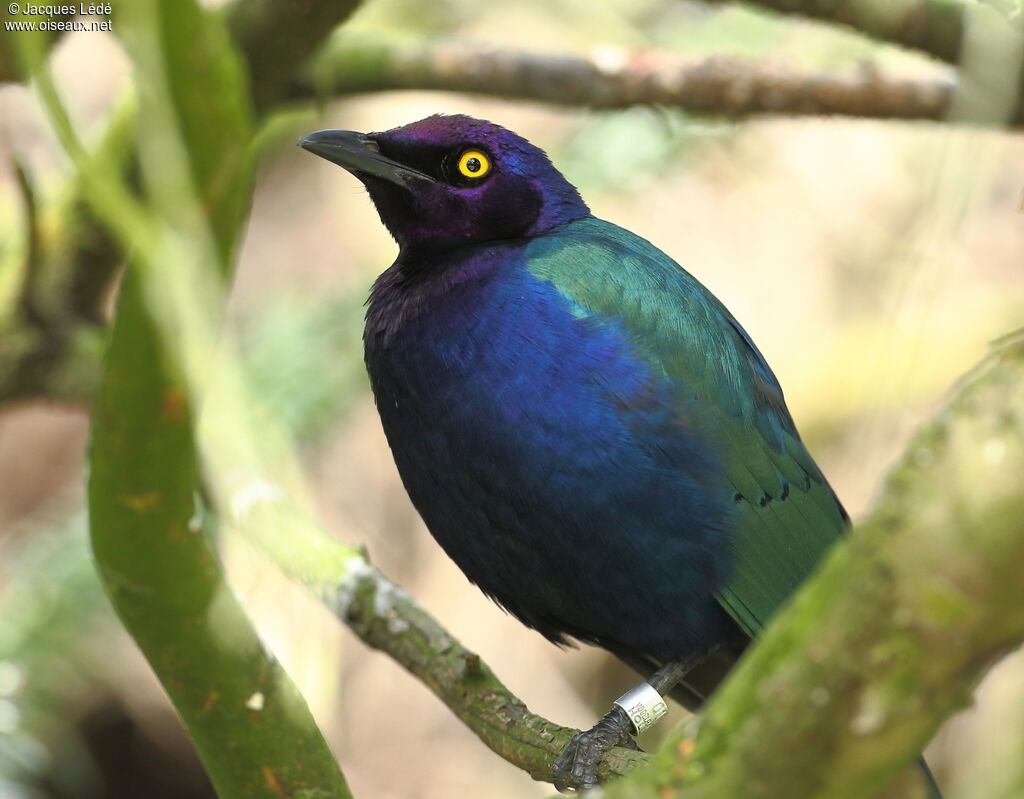 Purple Starling