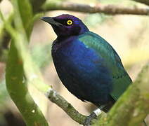 Purple Starling