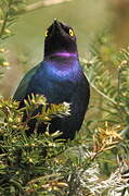 Purple Starling