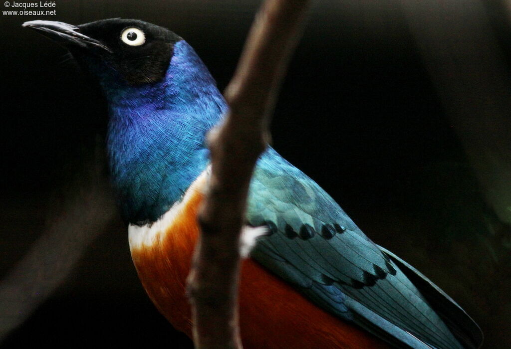 Superb Starling