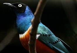 Superb Starling