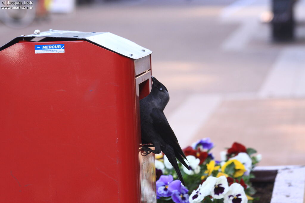 Western Jackdaw