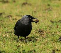 Western Jackdaw