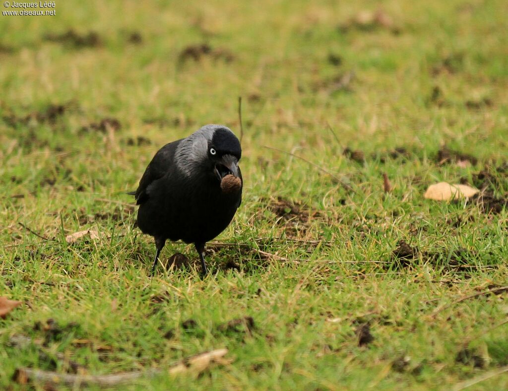 Western Jackdaw