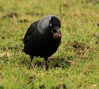 Western Jackdaw