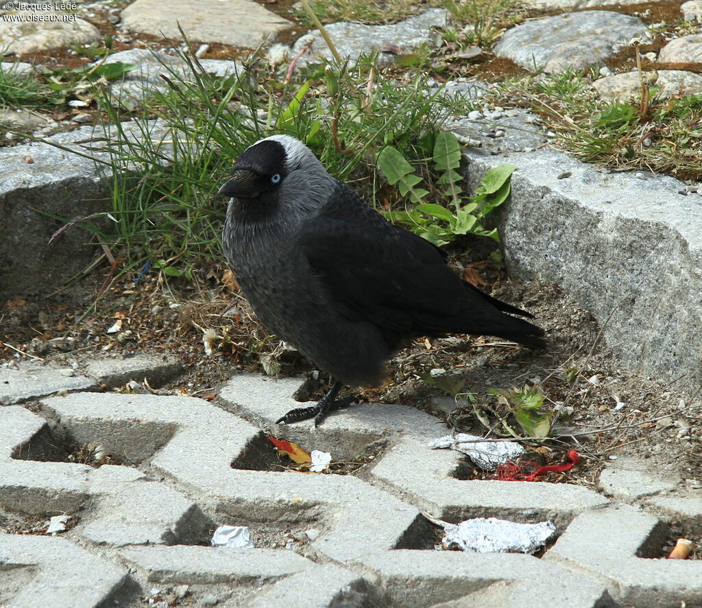 Western Jackdaw