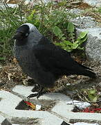 Western Jackdaw