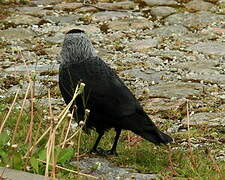 Western Jackdaw