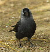 Western Jackdaw