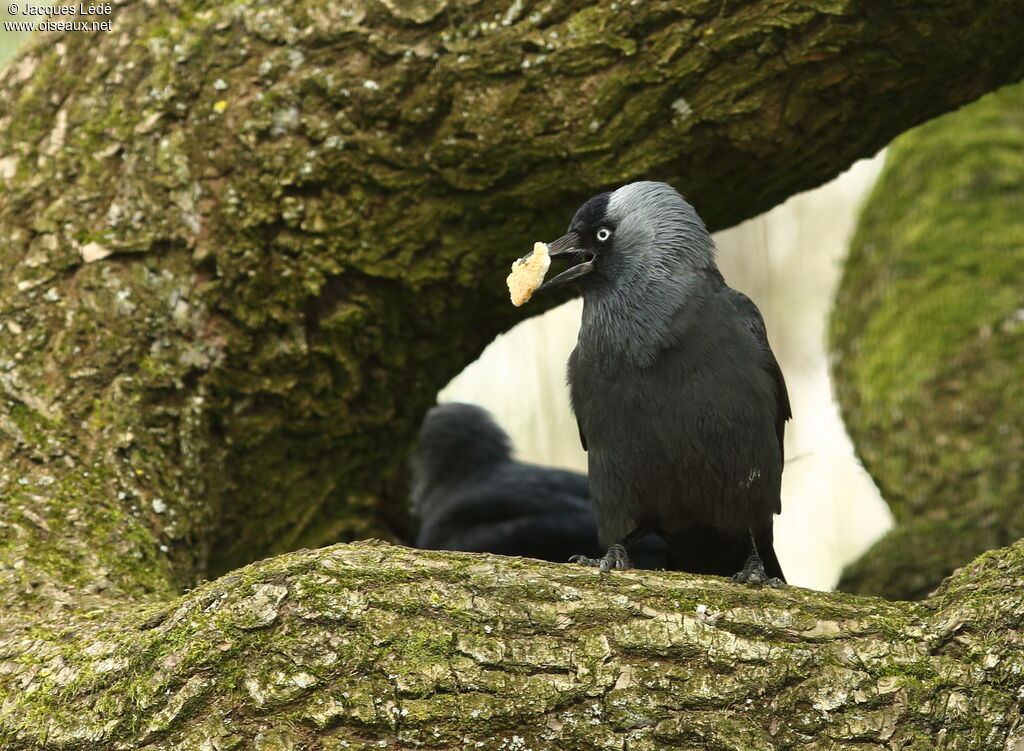 Western Jackdaw