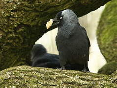 Western Jackdaw