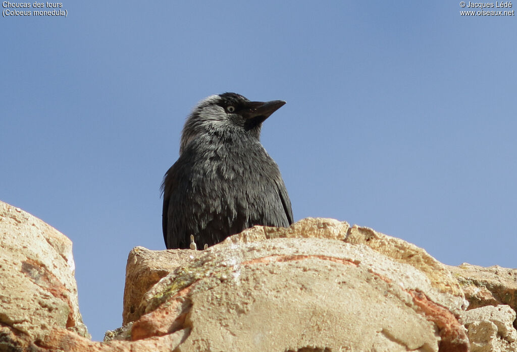 Western Jackdaw