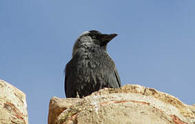 Western Jackdaw