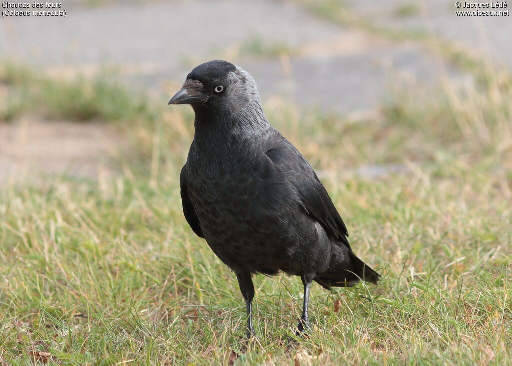 Western Jackdaw