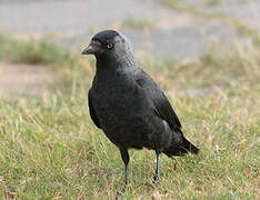 Western Jackdaw