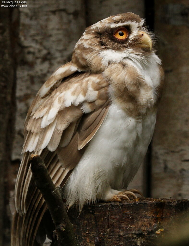 Spectacled Owl