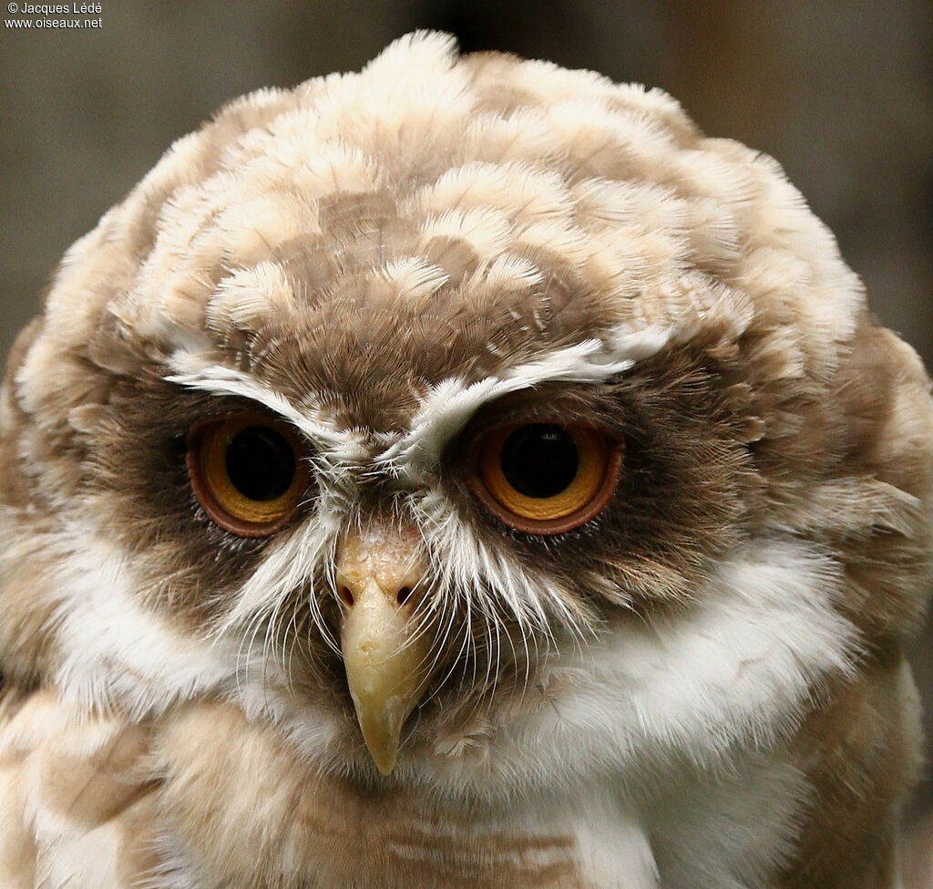 Spectacled Owl